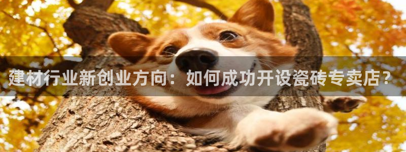 杏鑫平台代理怎么样啊
